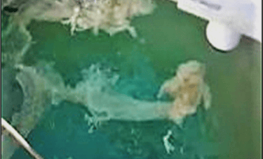 Aerator Sulfur Bacteria well water