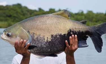 peixe tambaqui
