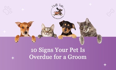 10 Signs Your Pet Needs a Groom in Qatar