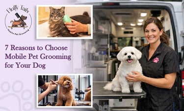 7 Reasons to Choose Mobile Pet Grooming for Your Dog Dog Grooming at Home
