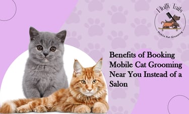 Benefits of Booking Mobile Cat Grooming Near You Instead of a Salon