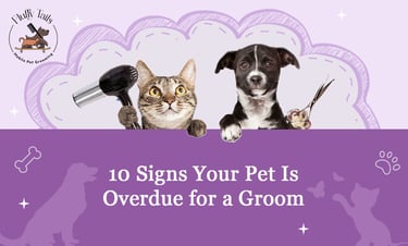 10 Signs Your Pet Needs a Groom in Qatar | Mobile Grooming Doha