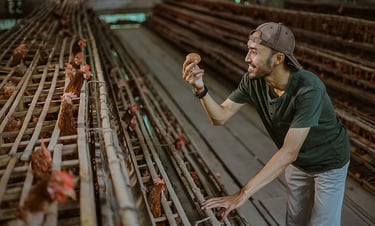 Avicultura e gestão sanitária