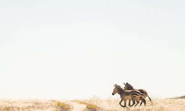 Zebra's in Namibië