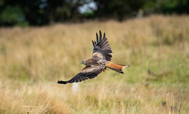 Red kite flying over fields near Llanwrtyd Wells
