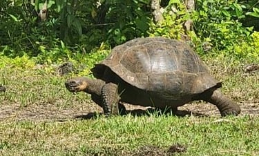 Galapagos adventure - giant tortoise