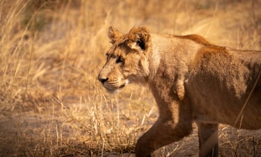 un jeune lion dans la savane du Botswana en safari