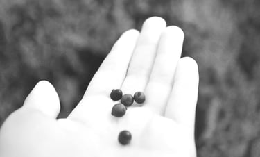 mano sosteniendo calayate fruta patagónica ancestral