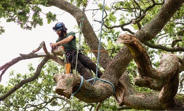 tree cutting in hampton, virginia