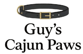 Black collar with gold buckle—‘Guys Cajun Paws’ branding for Louisiana AKC Chihuahuas