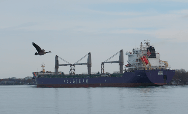 A Canada Goose flying past a large blue and white oceangoing ship with deck cranes.
