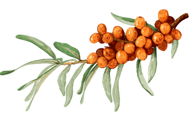 Sanddorn Argousier Sanddornbeeren