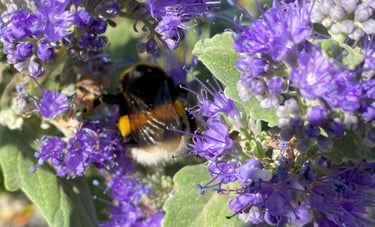Bourdon qui butine les fleurs d'un Caryopteris