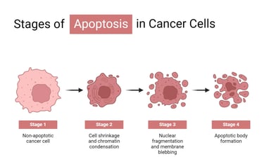 apoptosis