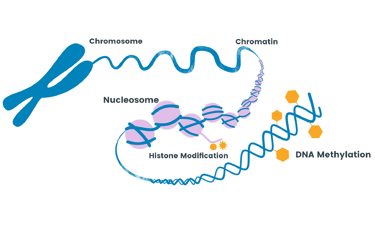 DNA methylation