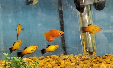 Platys - Pet Den