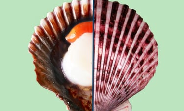 hpp scallop