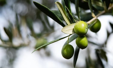 une olive d'un olivier picual