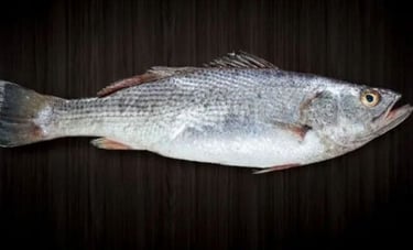 Whole raw silver Corvina fish isolated on a dark wooden background, perfect for seafood recipes.