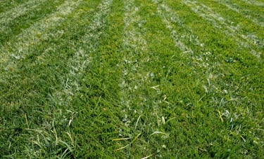 A lush, vibrant green residential lawn in a North American suburb with perfect mowing patterns and clean edges, bright midday sun lighting.