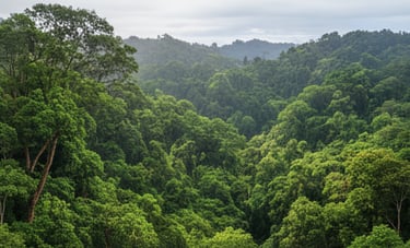 Wide aerial shot of a dense, lush green tropical forest canopy covering rolling hills.
