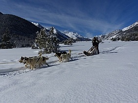 Chiens de traineau à Névache