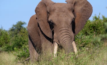 Large elephant bull coming close to the vehicle