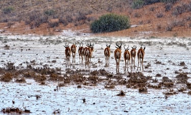 Springboks in the Kalahari during the first downpour of the season