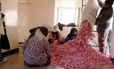 Rose Festival of Kelaa M'Gouna moroccography