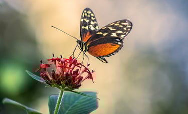 natura, las, ekowakacje, ekodomek