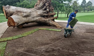plano de manejo florestal