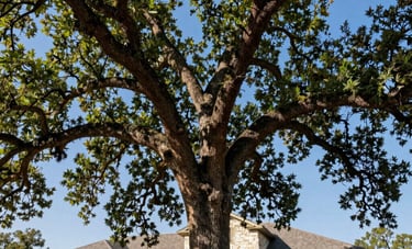 A low-angle professional photograph of a healthy, sprawling live oak tree in a North American / US (Texas) landscape. Sunlight highlights the textured bark and vibrant green canopy. The background shows a clean, modern stone residential exterior under a clear blue sky.