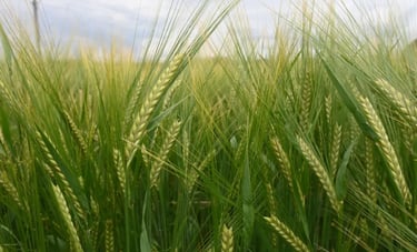 a close up image of barley field
