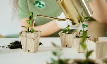 A person watering seedlings.
