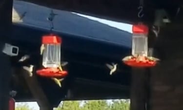 30 Hummingbirds