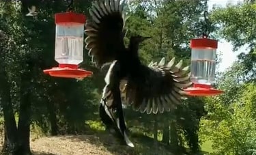 Roadrunning v Hummers