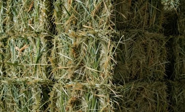 A detailed photograph of fresh, high-quality Rhodes grass hay bales stacked in a modern agricultural facility. The image captures the rich texture and natural colors of the grass in the North American Southwest.