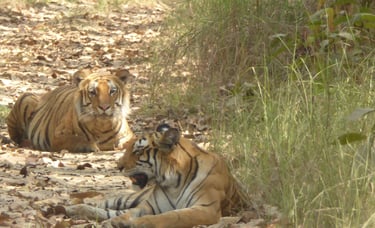 tigers in Bardiya National Park