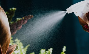 Misting houseplants to raise humidity