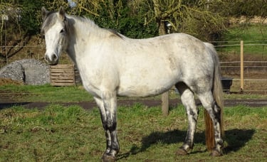 Poulinière Connemara - ELISA DE ST MARTIN - Elevage de la tour