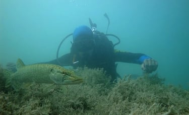 a person in a scuba suit is holding a fish