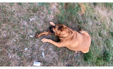A large brown dog lying on the grass outdoors chewing on a natural marrow bone treat.