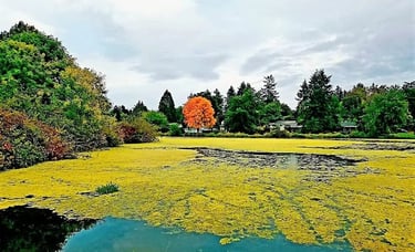 Portland, OR - Beautiful lake view in fall at Commonwealth Park