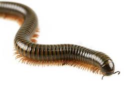 TLC Upstate Lawn & Pest Millipede Control