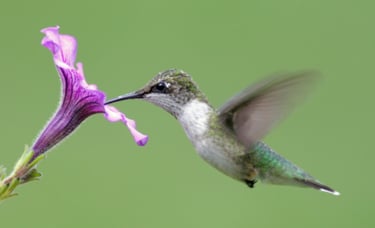 Hummingbirds