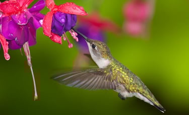 Hummingbirds