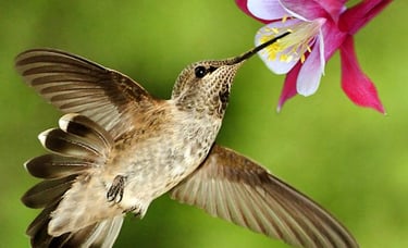 Hummingbirds