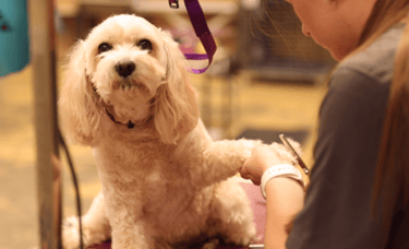 Regular and therapeutic boarding (hotel services) Comfortable boarding facilities for your pets