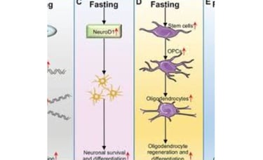 fasting
