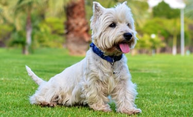 Anxiété de séparation. Chiens adultes, chiots, éducation canine seine et marne 77